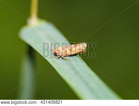 Photo Of A Moth (pyralidae), A Moth Or A Butterfly.
