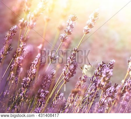 Butterfly On Lavender Flower, Beautiful Nature In Flowerbad