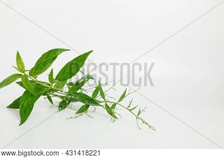 Andrographis Paniculata Herb Plant On White Background,with Copy Space