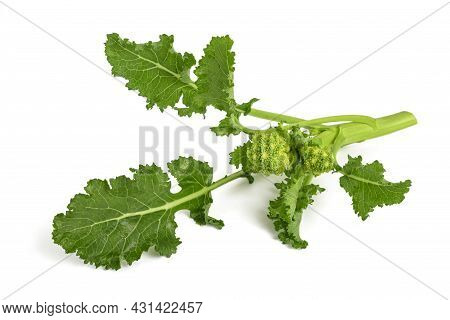 Fresh  Rapini Or Broccoli Rabe  Isolated On White Background