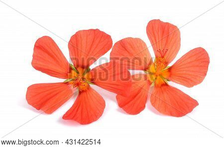 Red Mallow (pavonia Missionum) Isolated On White Background