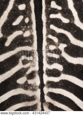 Zebra Stripes Texture. Animal Live In Africa. Background For Adverb. Detail Texture. Top View Of The