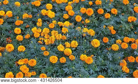 Orange Tagetis Flowers In Bloom Pattern Or Background