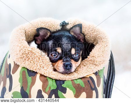 Portrait Of A Chihuahua Dog In A Dog Carrier In Snowy Weather. Transporting A Dog In A Handbag.