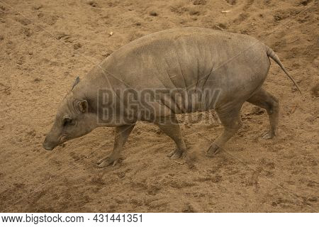 The Babirusa, Deer-pigs (babyrousa Babyrussa) In Zoo.