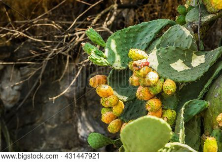 A Cactus That Descends Along The Wall Of The Promenade In Igalo, Montenegro.