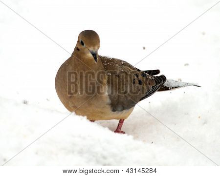 Dove
