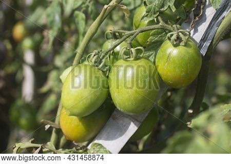 Young Fresh And Green Tomatoes Growth On The Tree In The Garden. Closeup Of Tomato Tree Growing In F