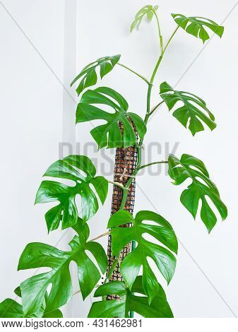 Rhaphidophora Tetrasperma Or Mini Monstera Indoor Plant