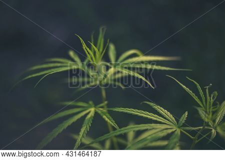 Green Marijuana Tree Cannabis Plant Narcotic Herbal In Greenhouse. Hemp Leaf Made Cannabis Crude Oil