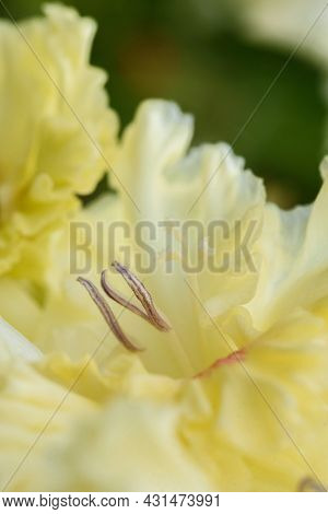Gladiolus Inflorescence With Pistils And Stamens In Detail
