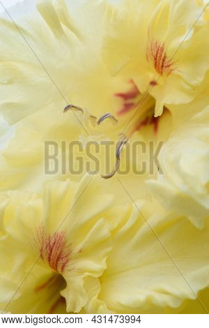 Gladiolus Inflorescence With Pistils And Stamens In Detail