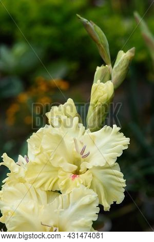 Gladiolus Inflorescence With Pistils And Stamens In Detail