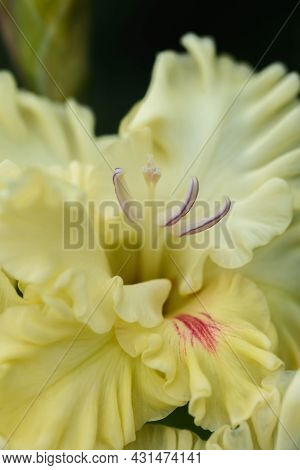 Gladiolus Inflorescence With Pistils And Stamens In Detail