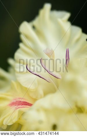 Gladiolus Inflorescence With Pistils And Stamens In Detail