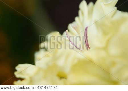 Gladiolus Inflorescence With Pistils And Stamens In Detail