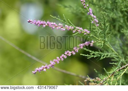 Salt Cedar - Latin Name - Tamarix Ramosissima