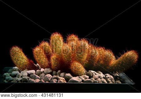 Close Up Mammillaria Elongata Cactus In Planting Pot