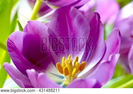 Close-up Of A Flowering Tulip In A Garden Or Park