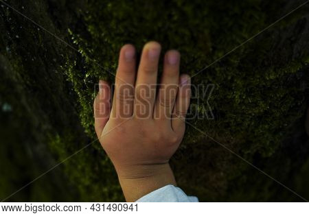 Landscape Nature Forest Photo With Trees And Leaves