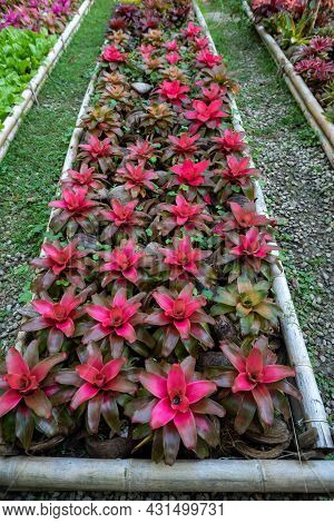 Bromeliad (vriesea) Tropical Plant Colorful Bromeliad Leaves In The Garden