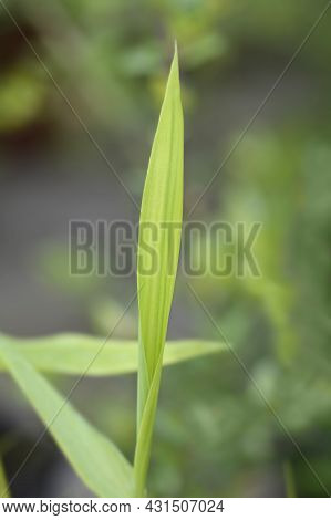 Pygmy Bamboo Leaves - Latin Name - Pleioblastus Pygmaeus Distichus