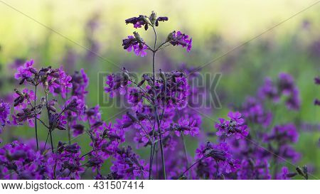 Beautiful Delicate Purple Flowers Of Viscaria Vulgaris Growing In The Meadow In The Summer. Selectiv