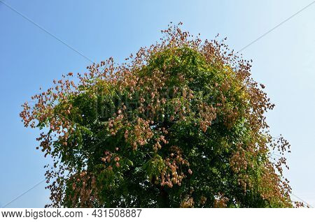 It Sprouts Bronze-pink, Has A Fresh Green Color In Summer And Turns Fiery Orange In Autumn And Then 