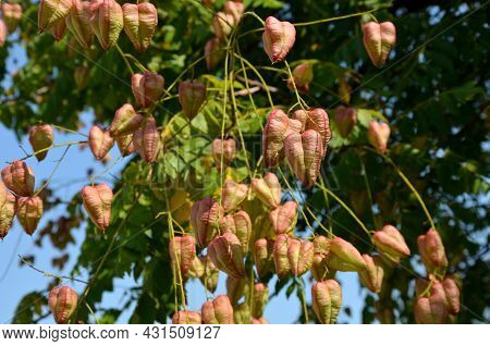 It Sprouts Bronze-pink, Has A Fresh Green Color In Summer And Turns Fiery Orange In Autumn And Then 