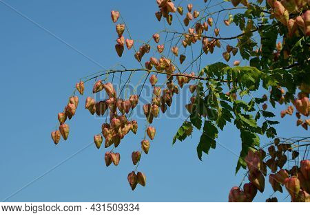 It Sprouts Bronze-pink, Has A Fresh Green Color In Summer And Turns Fiery Orange In Autumn And Then 