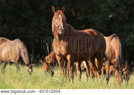 Horse stallion mare colt foal pet Nature sunrise Nature sunset Nature background pet Nature pet Nature pet Nature background animal horses Nature background Nature pet meadow field Nature background pet dusk Nature background pet Nature pet background.