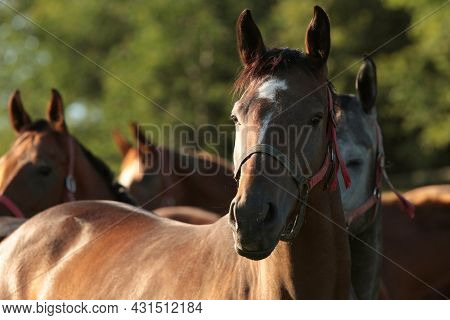 Horse stallion mare colt foal pet Nature sunrise Nature sunset Nature background pet Nature pet Nature pet Nature background animal horses Nature background Nature pet meadow field Nature background pet dusk Nature background pet Nature pet background.