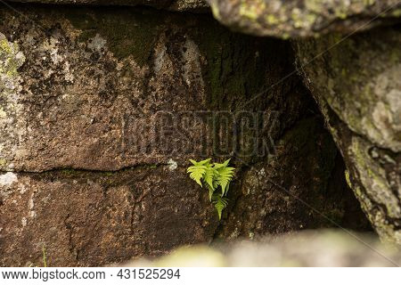 Large Kurum Stones Lie In The Forest In The Mountains, Stones Covered With Moss, Against The Backgro