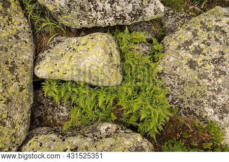 Large Kurum Stones Lie In The Forest In The Mountains, Stones Covered With Moss, Against The Backgro