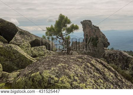 Large Kurum Stones Lie In The Forest In The Mountains, Stones Covered With Moss, Against The Backgro