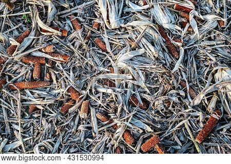 Corn Cob On The Ground, Leftovers For Gleaning In Harvested Cultivated Field