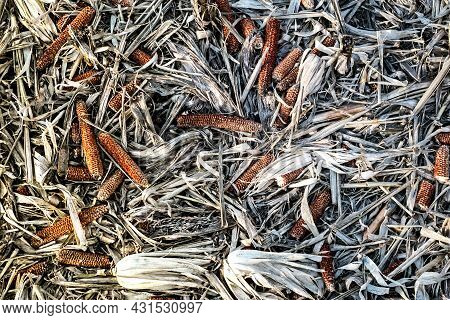 Corn Cob On The Ground, Leftovers For Gleaning In Harvested Cultivated Field