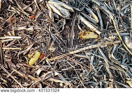 Corn Cob On The Ground, Leftovers For Gleaning In Harvested Cultivated Field