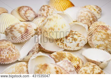 Set Of Seashells Vasticardium Elongatum. White With Mottled Brown-yellow Color. Rounded Elongated Sh