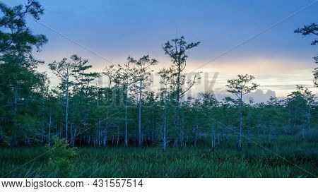 Dawn In The South Florida Swamp