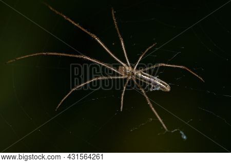 Long-jawed Orbweaver Spider Of The Genus Tetragnatha