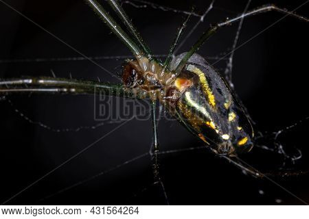 Adult Orchard Spider Of The Genus Leucauge