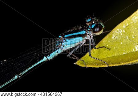 Adult Narrow-winged Damselfly Of The Genus Ischnura