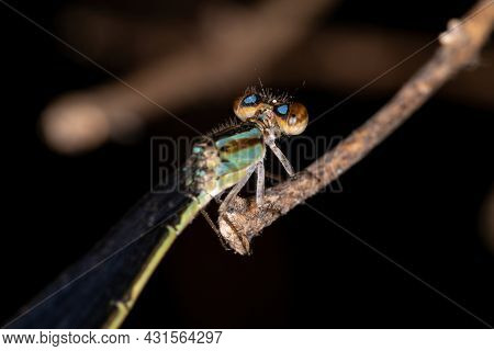 Adult Narrow-winged Damselfly Of The Family Coenagrionidae