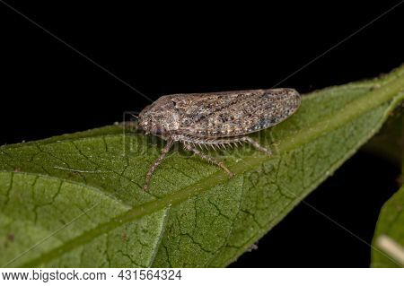 Small Typical Leafhopper Of The Tribe Gyponini