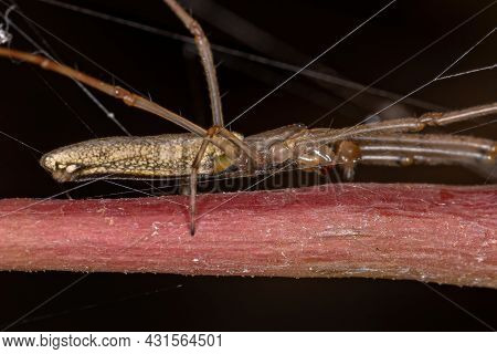 Long-jawed Orbweaver Spider Of The Genus Tetragnatha