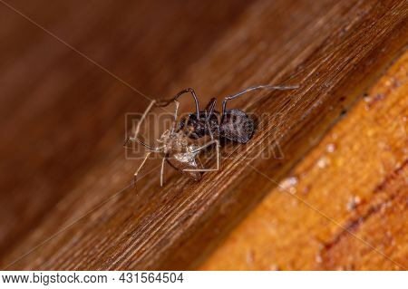 Small Brown Spitting Spider Of The Genus Scytodes In Exchange For Exoskeleton