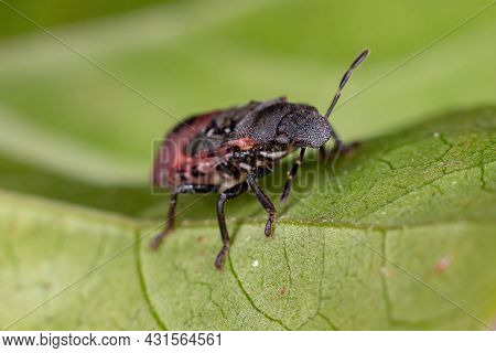 Stink Bug Nymph Of The Family Pentatomidae That Mimics Cephalotes Tortoise Ants