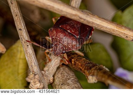 Adult Stink Bug Of The Family Pentatomidae