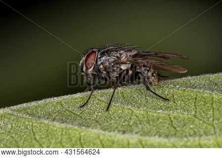 Adult Muscoid Fly Of The Superfamily Muscoidea